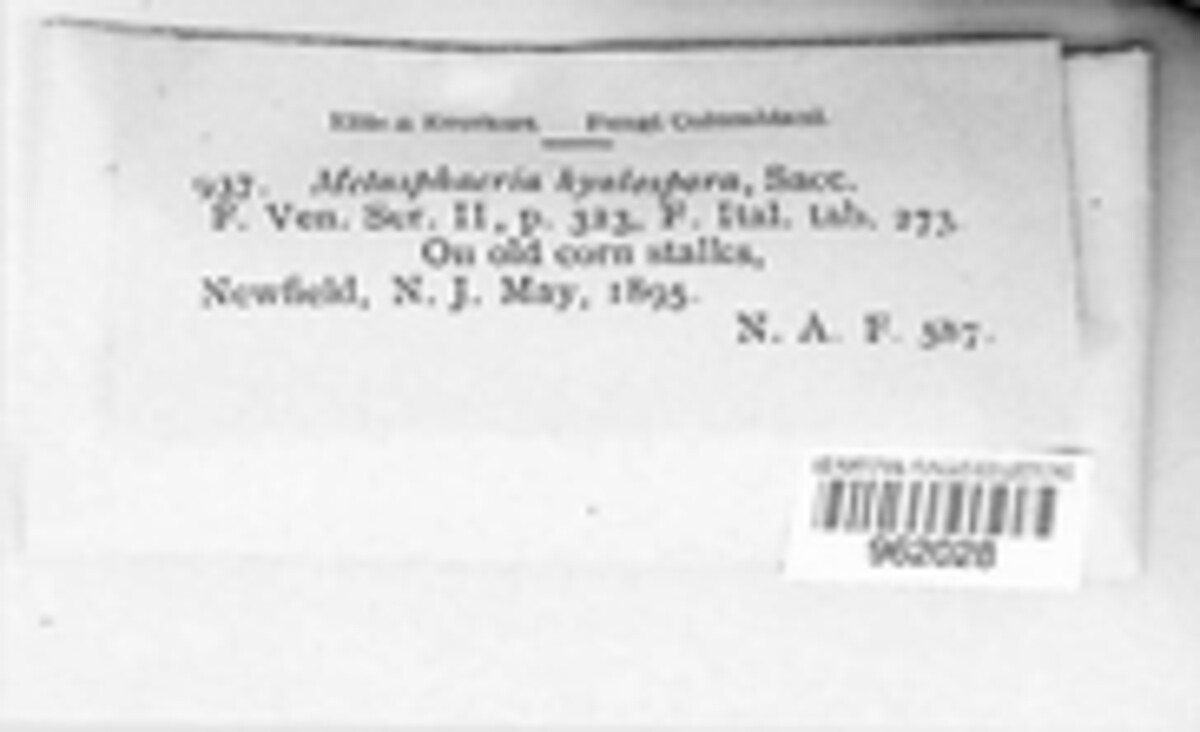 Lophiostoma hyalosporum image